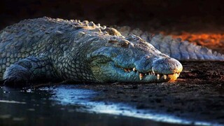 [Movie] Cá sấu sông Nin: "Gặp ta, ngươi chỉ còn đường chết"