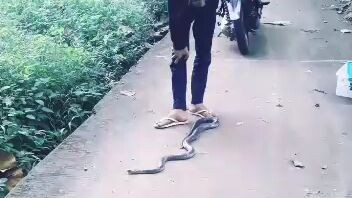 cobra nih bosss