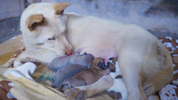 The whole process of a pastoral dog giving birth to puppies is heartbreaking and touching. I cook a 