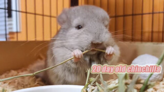 [Hamster] Anak Hamster Berumur 20 Hari | Menggerogoti Rumput Timothy
