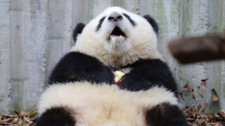 Panda Besar|Bertingkah Lucu