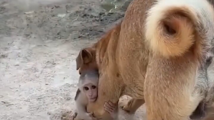 "Monkey Skin Plaster"