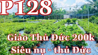 Mai vàng chơi tết p128 | 0369916696 Nhi 2 | mai giảo thủ đức 200k - siêu nụ - thủ đức gióng 50k