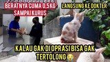 Anak Kucing Menangis Di Jalanan Karena Menderita Sakit Prolaps Anusnya Keluar Panjang Banget.!