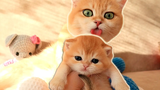 Anabel Cat และ BABIES ทั้งสี่ของเธอ ลูกแมวจิ๋ว วิดีโอ 2020 การรวบรวม