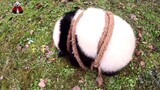 【大熊猫重重】虫虫：(•̀へ•́╮)放手吧！捆住了窝的身，也捆不住窝滴心！