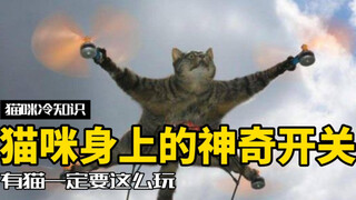 猫还能这么玩？五个猫的神奇开关，最后一个别随便试