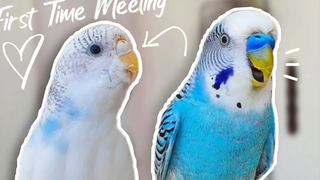 คู่หู Budgie ของฉันเสียชีวิต ฉันเลยไปหามันมาให้ใหม่ เจอกันครั้งแรก!