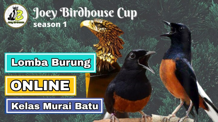 Lomba Burung Online Murai Batu | Joey birdhouse cup