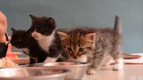 [สัตว์]ลูกแมวอายุ 1 เดือน 4 ตัวกินเนื้อครั้งแรก