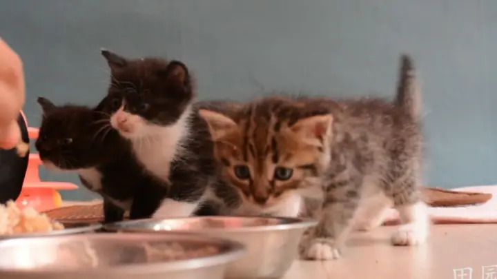 [Animals]Four 1-month old kittens eating the meats for the 1st time