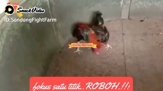 fokus satu titik pukulan..ROBOH..!!!