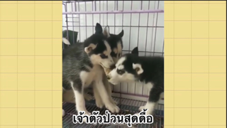 เพื่อนตัวน้อย สัตว์เลี้ยงแสนซน : เจ้าตัวป่วนสุดดื้อ