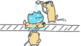 Kapo comes to experience the fully automatic dog bathing factory