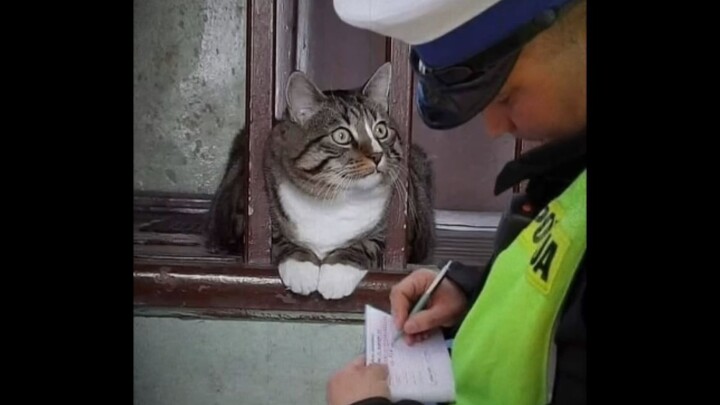 "This cat... made me happy for three whole minutes!"