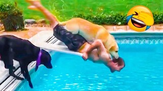 Funniest Animals Fails Compilation 2023 - TRY NOT to LAUGH  😹🐶 | Pets Island