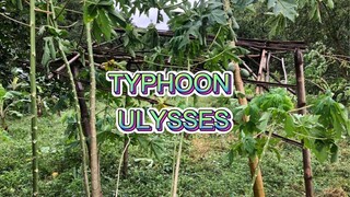 TYPHOON ULYSSES SIGNAL NO.3 CAMILING, TARLAC | STRONG WINDS