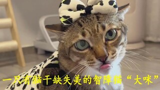 一只有脑干缺失美的智障猫“大咪”