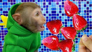 Funny animals in 2023 🍓| Monkey baby Bim Bim harvests strawberries to make strawberry sugar candy