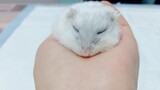 [Hewan]Rekaman pengangkatan tumor dari hamster saya