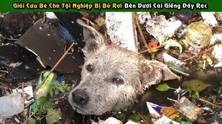 Giải Cứu Bé Chó Hoang Tội Nghiệp Bị Bỏ Rơi Bên Dưới Cái Giếng Đầy Rác | Tám Tới Tấp