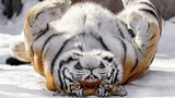 Chú hổ Siberia nặng trái cam chúc mọi người một năm mới vui vẻ!