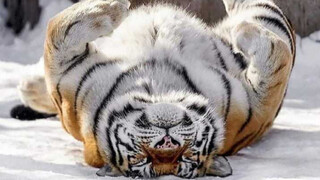 Harimau Siberia, yang banyak makan jeruk, mengucapkan selamat Tahun Baru kepada semua orang!