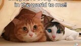 Cat love story 😁🥰👍..!!