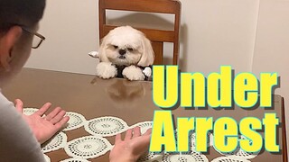 PAWlice Officer Borgy Wanna Arrest FURdad At The PAWlice Station | Funny Shih Tzu Dog Video