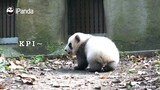 [Satwa] [Panda] Seekor bayi panda yang bernama…