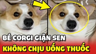 Bé CORGI giận vì bị la mắng, quyết tâm không uống thuốc 😂 | Yêu Lu