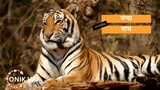 Tigers are one of the most magnificent and powerful animals in the world