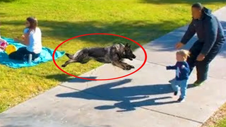 สุนัขปกป้อง 🐶 วิดีโอของสุนัขที่พยายามจะปกป้องลูกมนุษย์ 👶! !!