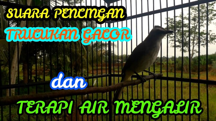 Suara Pancingan Dan Terapi Air Mengalir Trucukan Gacor