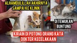 Kucing Kaki Buntung Seneng Banget Akhirnya Sampai Kelinik Ini Keterangan Dokter..!