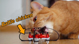 Hewan|Saat Kucing Bertemu Drone