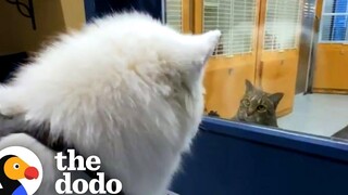Samoyed รักแมวทุกตัวในสถานรับเลี้ยงเด็กของเขา - ดังนั้นครอบครัวของเขาจึงรับเลี้ยงแมวตัวหนึ่ง โดโด้