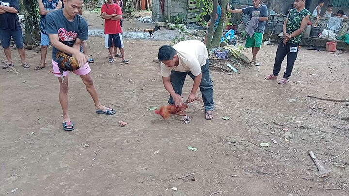 Manok sa kapitbahay😅