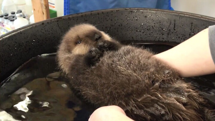 [Animals]Rescued recording videos of a sea otter baby