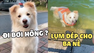 Em trai nhỏ nhà người ta, vừa thông minh, đáng yêu lại hiểu chuyện nữa chứ | Pets TV