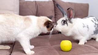 The First Meeting of a Cat and a Rabbit