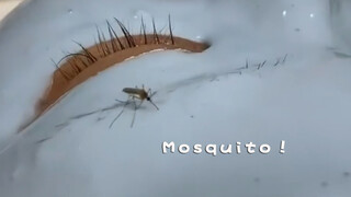 Mosquito: I Think I'm Biting on the Wall This Time