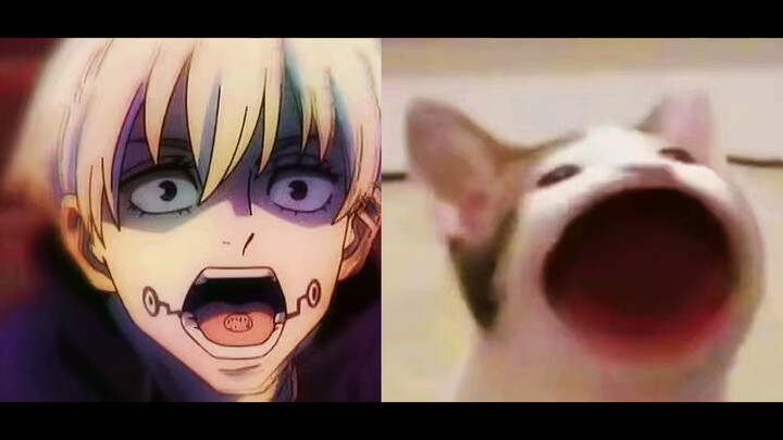 [When the dog roll meets the bobo cat] It's exactly the same, okay! ! !