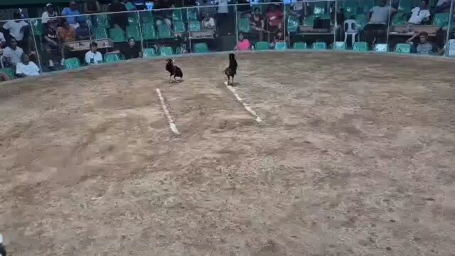 2 Cocks derby @Aznar talisay entry name: AA bullionaire 1st fight Win