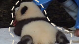 Baby panda having a good time