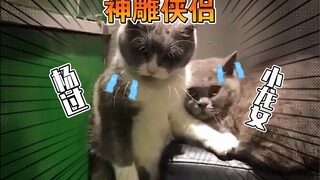 大型猫片－－《功夫》