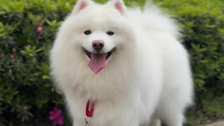 Samoyed's appearance and voice are seriously inconsistent