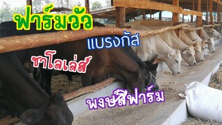 วัวชาโลเล่ส์ พงษ์สีฟาร์ม พร้อมเปิดขายสนใจ 0947943101  |ช่องชัดเจน |cow|braman|