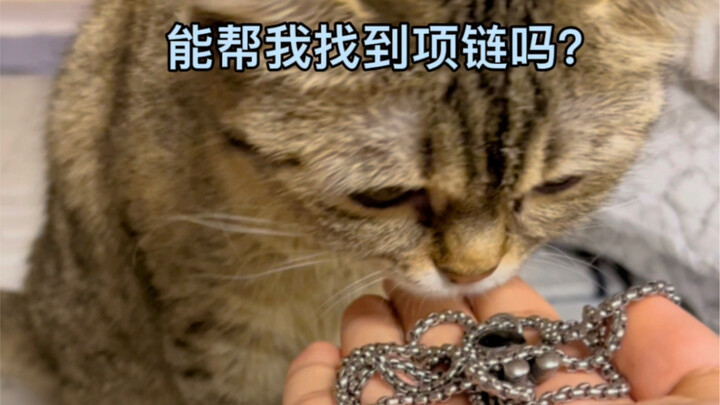 养猫千日，用猫一时