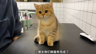 翻新洗护一位四个月大的小猫咪 也太可爱了吧！